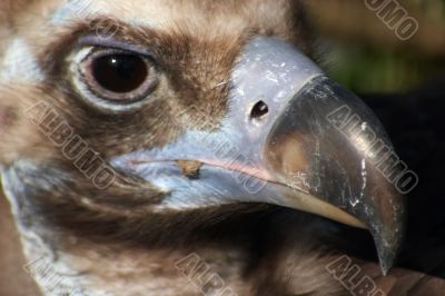 Vulture close-up