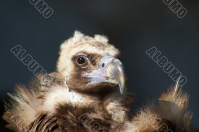 Vulture portrait