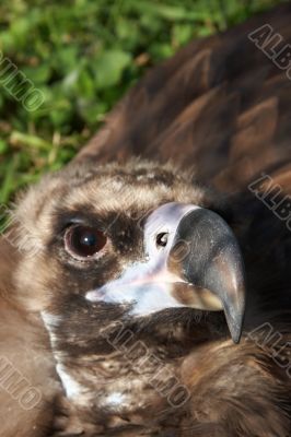 Vulture looking at you