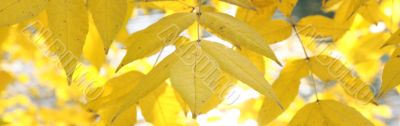 background from yellow foliage background from yellow foliage