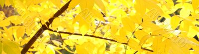 background from yellow foliage