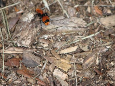 Velvet Ant