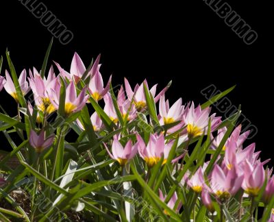 Crocuses in backlight