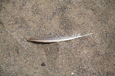 feather on sand