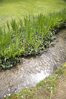 green leafs in the river