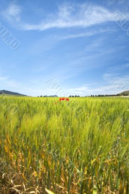 group of red poppies