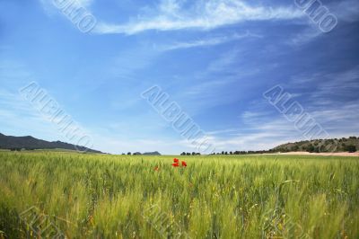 landscape with red poppies