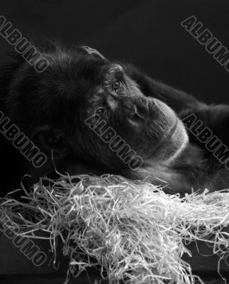 An old chimp relaxing