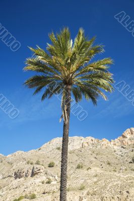 palm with blue sky