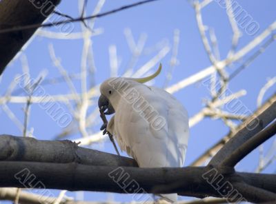 sulphur crested cockatoo