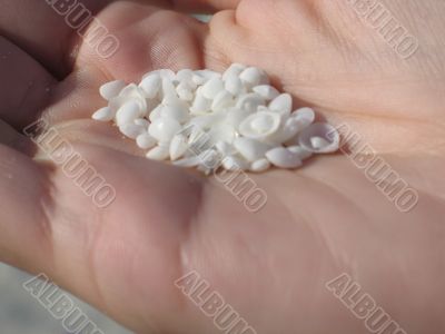 white tiny shell in the palm of a hand