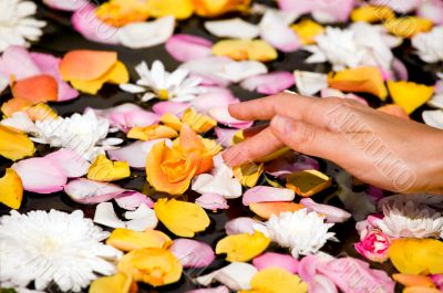 Woman touching flower petals