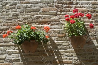 Monterubbiano - Potted plants in flower