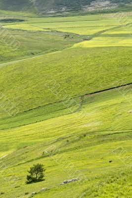 Piana di Castelluccio - Landscape Piana di Castelluccio - Landscape
