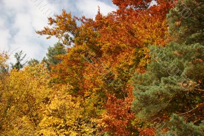 Beautiful mixed forest in autumn