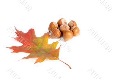 Hazel-nuts and alone leaf.