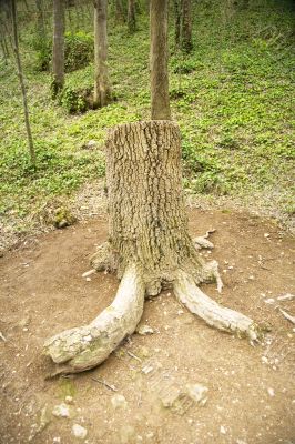 tree with legs