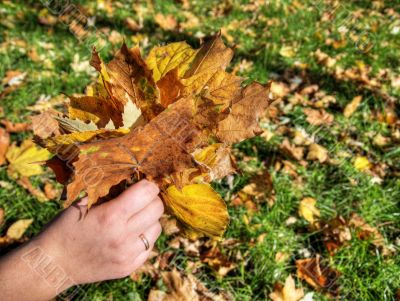 Autumn leaves