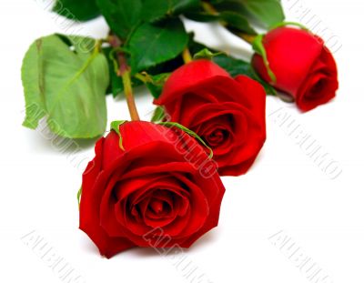 Red roses