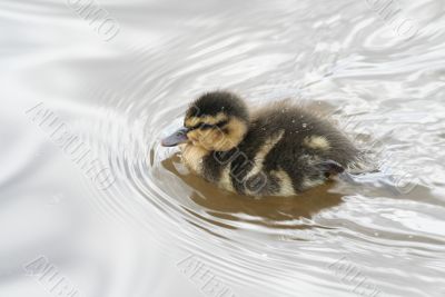 Fluffy duckling on water