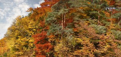 Beautiful mixed forest in autumn