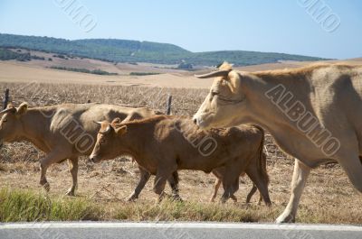 three brown cows