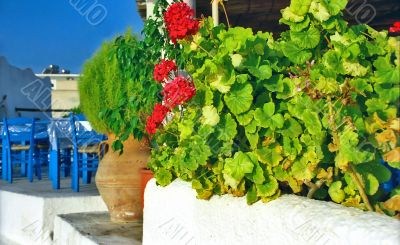 Red flowers of geranium