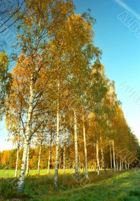 Birches alley in autumn colors