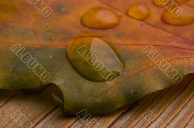 Water drop on autumn leaf