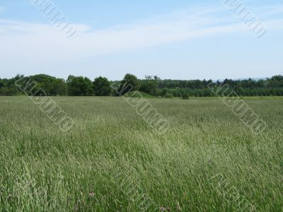 green agricultural field