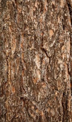 Surface of a pine bark