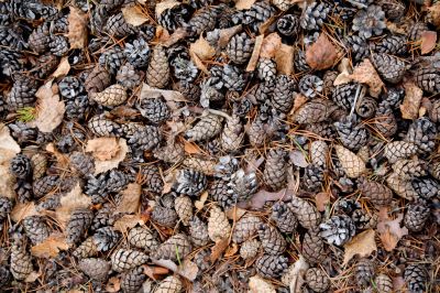 Pine cones