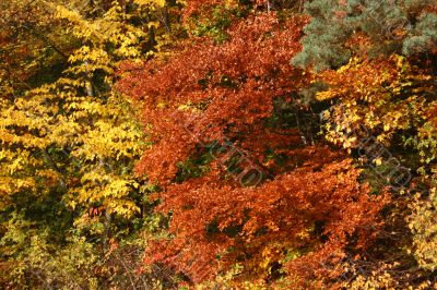 Beautiful mixed forest in autumn