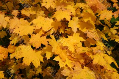 Beautiful forest in autumn