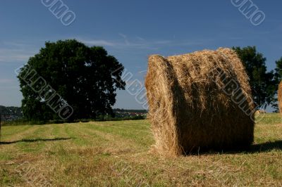 Haybale in front of oak Haybale in front of oak