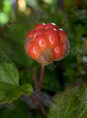 Cloudberries