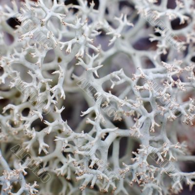 Iceland (reindeer) moss