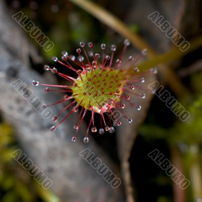 Sundew