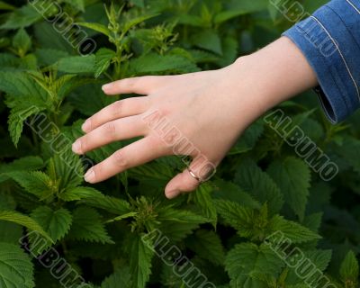 Hand and nettle