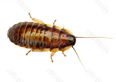 African big cockroach