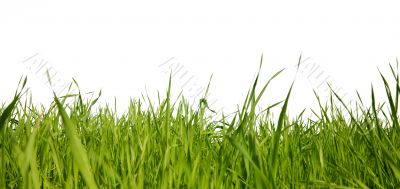 Green grass