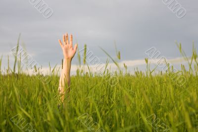 The hand stretched from a grass