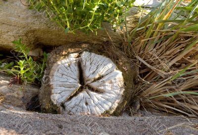 End face of the log