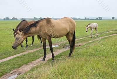 Pasturing horse