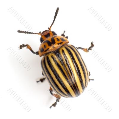 Colorado beetle