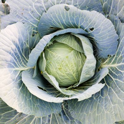 Cabbage on a bed