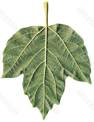 Leaf of arrowwood