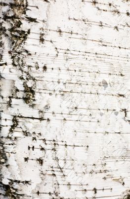 Bark of a birch