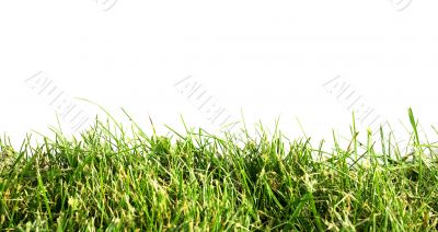 Grass