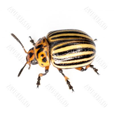 The Colorado beetle